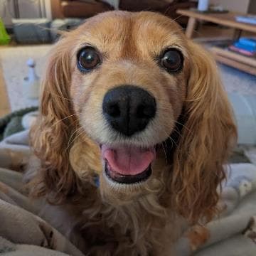 Reading Dog with Georgie