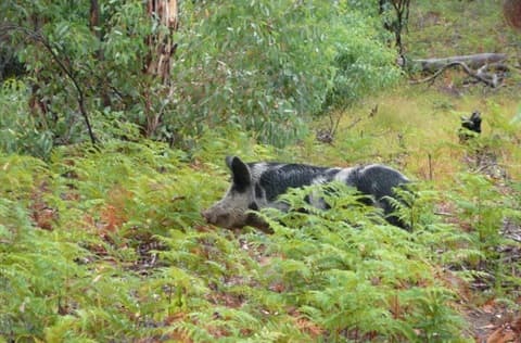 Preparing for Feral Pigs in Nillumbik
