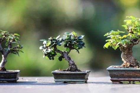 Create Your Own Bonsai Workshop (Ages 8-14)