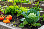 Edible Gardens Workshop