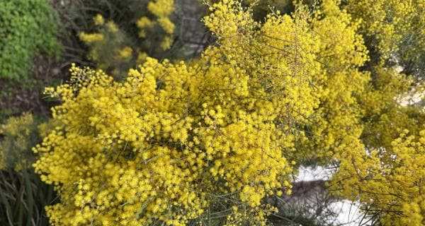 Wattle Day Early Learning Nature Play