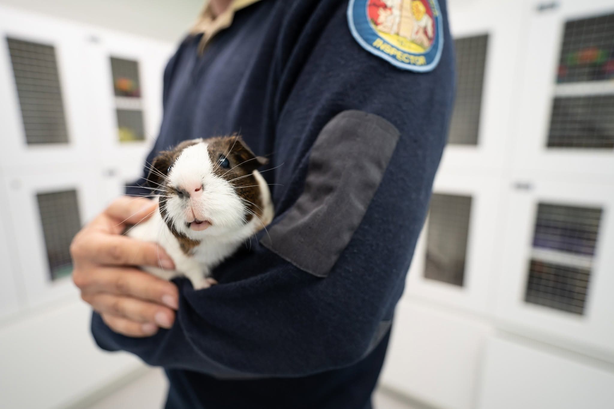 School Holiday Program-Animal Rescue-(10-14 Years)