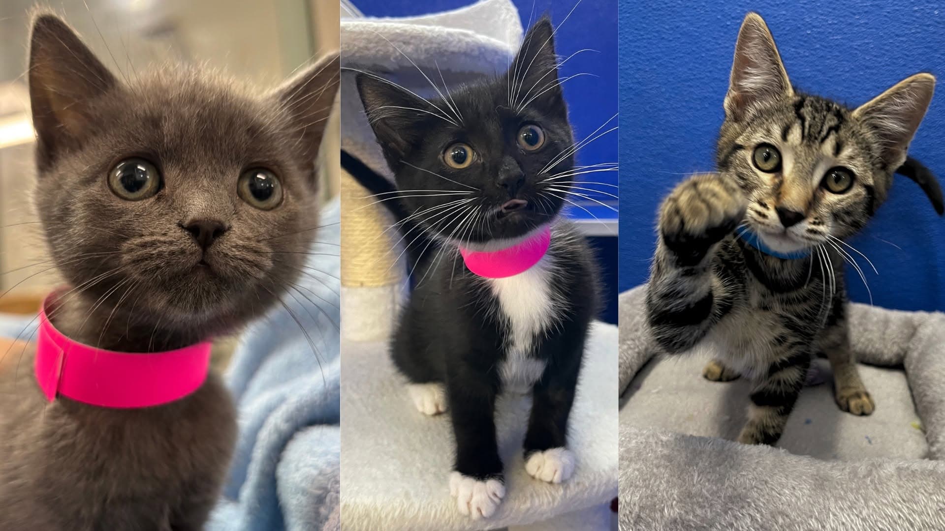 Cat Adoption Day