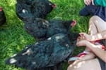 Farm Tours for Children's Week
