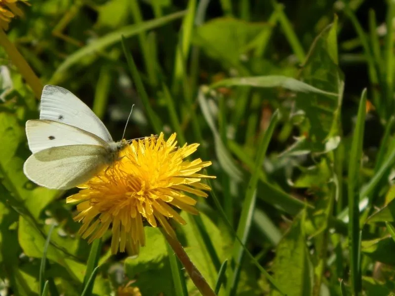 Pests, Weeds and Diseases in the Garden
