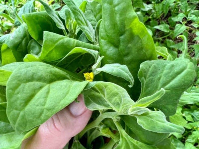 Growing and Harvesting Bushfoods