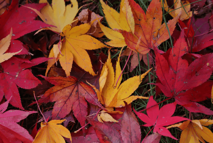 Autumn Papercraft Workshop - School Holiday Activities